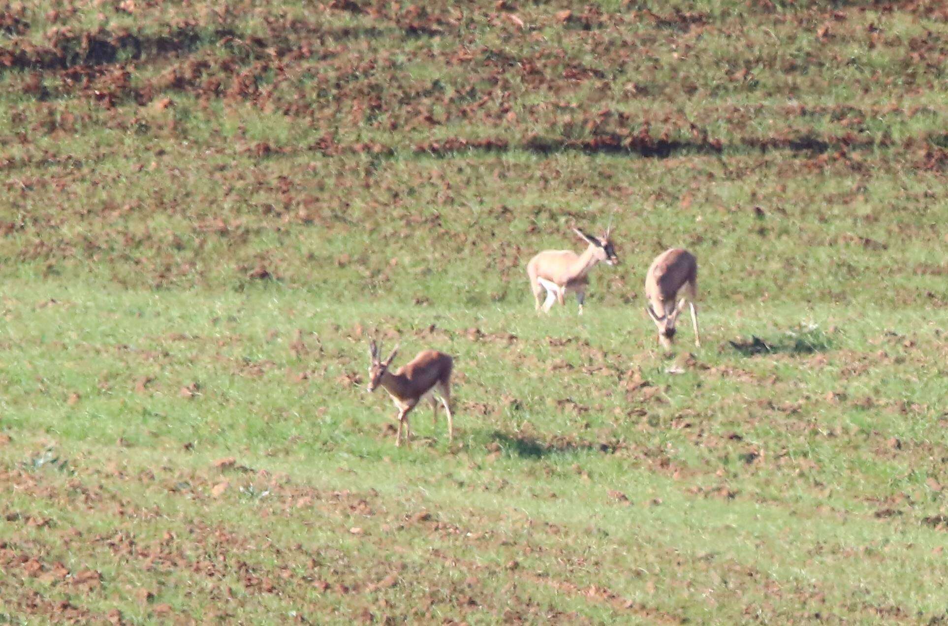 Image of Cuvier's Gazelle