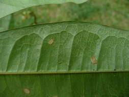 Image of Oldfieldia africana Benth. & Hook. fil.