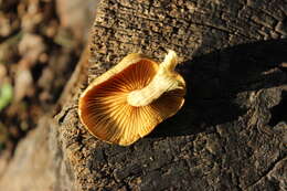 Image of Gymnopilus lepidotus Hesler 1969