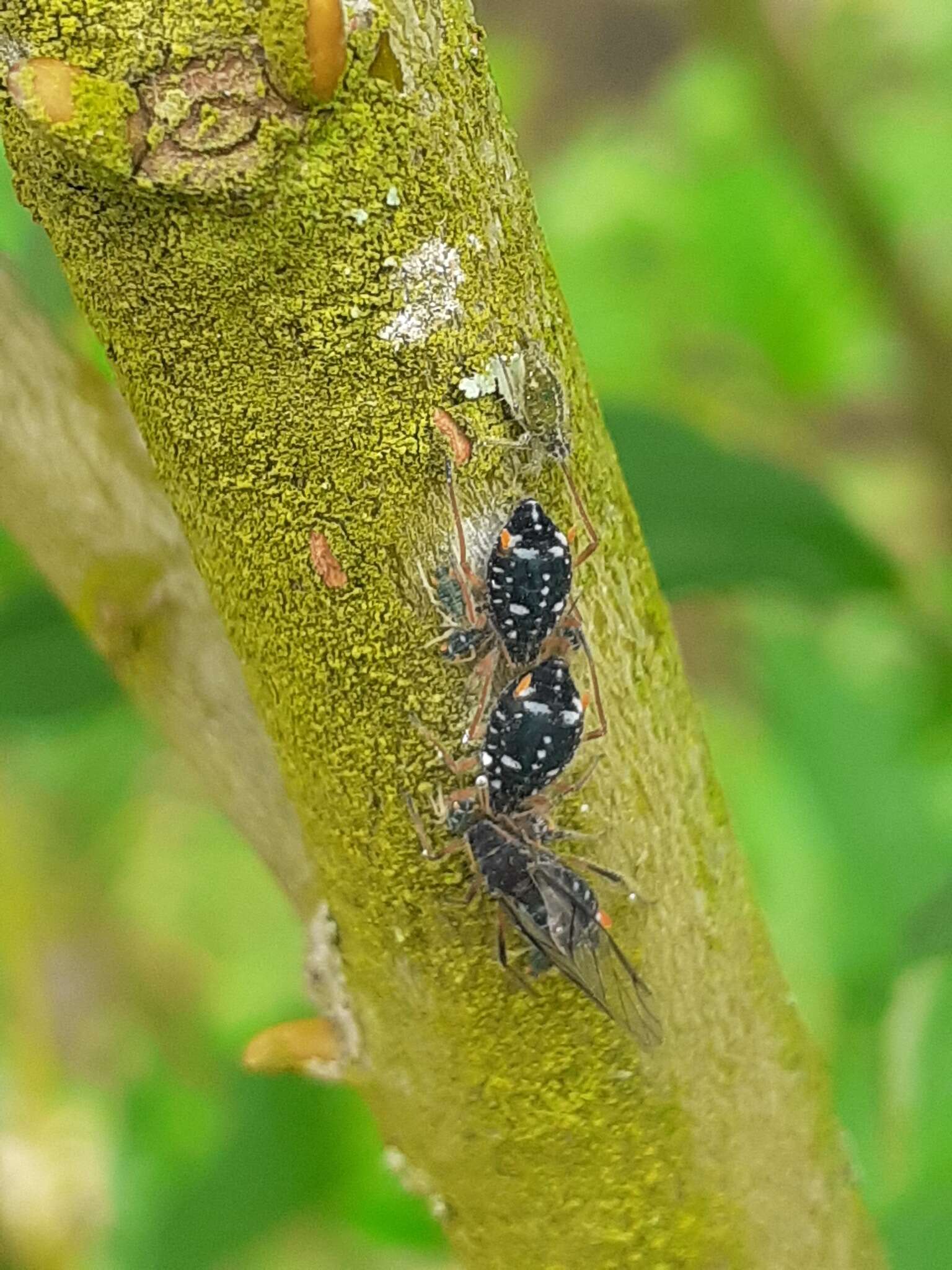 Слика од Pterocomma salicis (Linnaeus 1758)