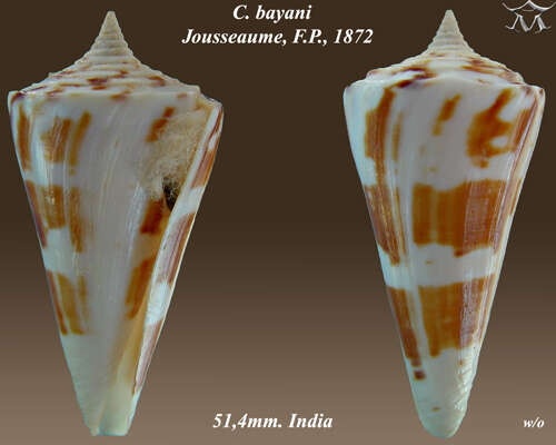 Image of Conus bayani Jousseaume 1872