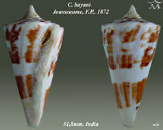 Image of Conus bayani Jousseaume 1872