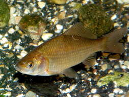 Image of Gibel carp