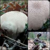 Imagem de Lycoperdon perlatum Pers. 1796