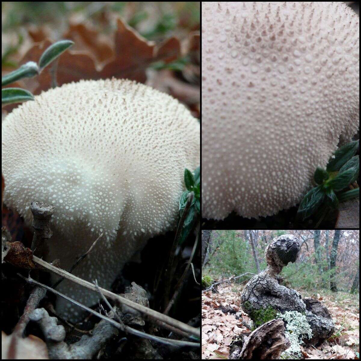 Imagem de Lycoperdon perlatum Pers. 1796