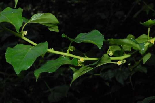 Image of Asian nakedwood