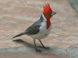 Image of Red-crested Cardinal