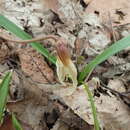 Image of Erythronium caucasicum Woronow