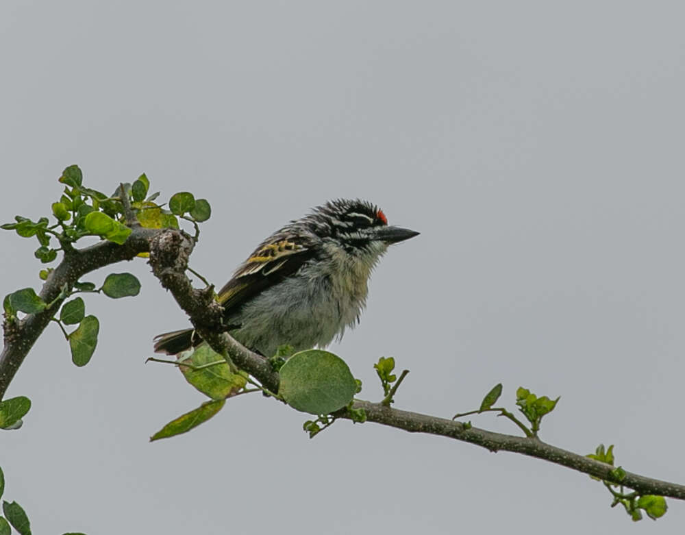 Image of Red-fronted Tinkerbird