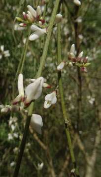 Imagem de Retama monosperma (L.) Boiss.