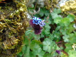 Image de Anchusella variegata (L.) M. Bigazzi, E. Nardi & F. Selvi