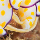 Image of Ringed chromodoris