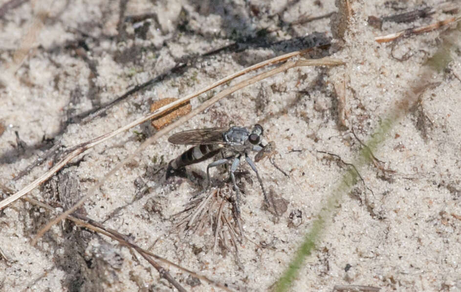 Image of Three-banded Robber Fly