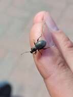 Image of Lilac Root Weevil