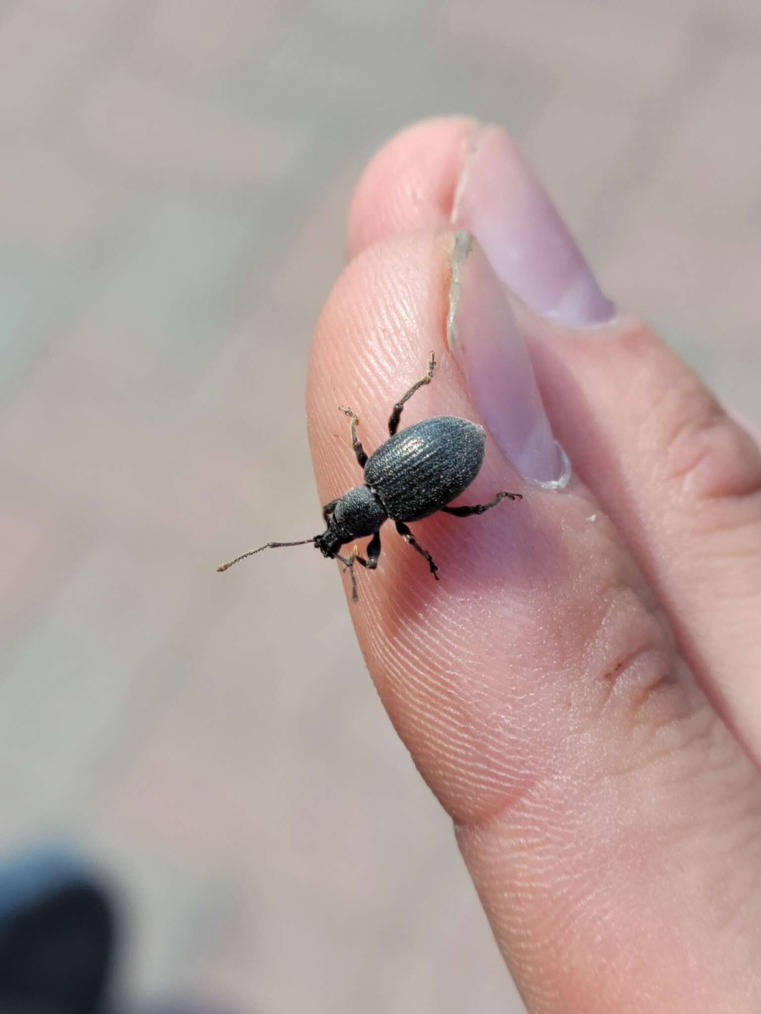 Image of Lilac Root Weevil