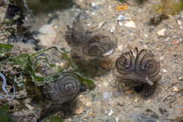 Image of Brown whirl tubeworm