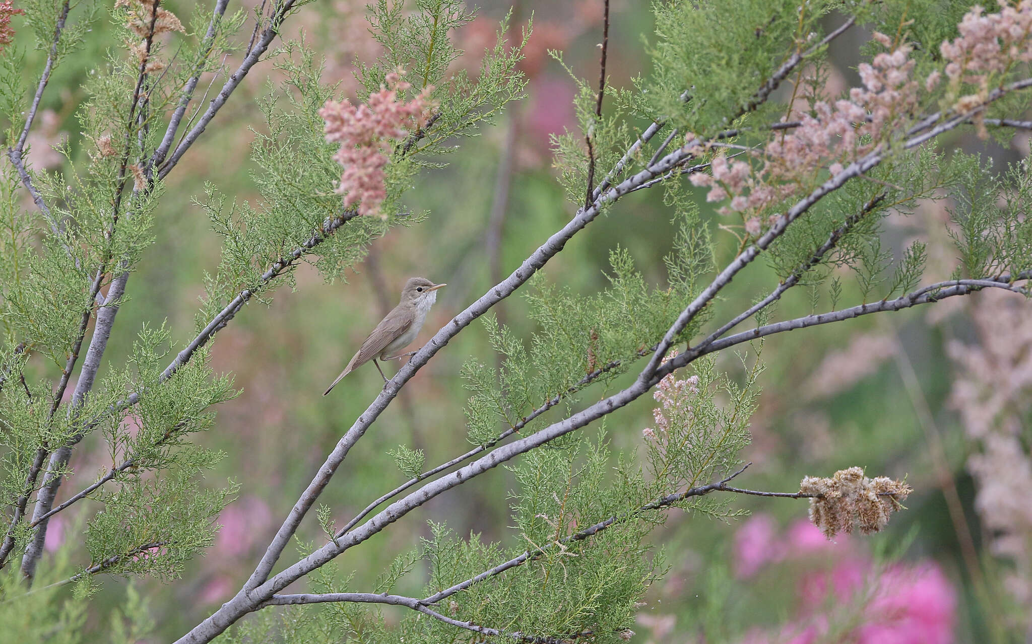 Image of Western Olivaceous Warbler