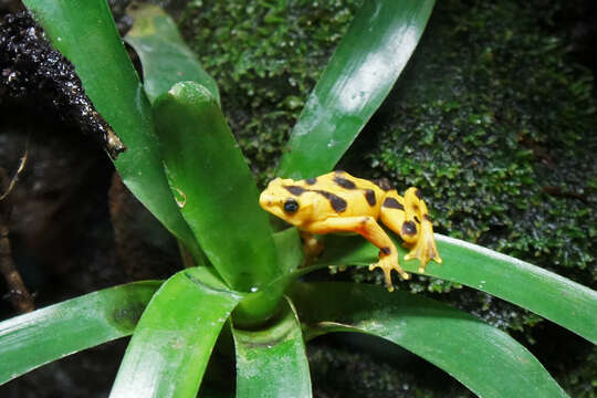 Image of Golden arrow poison frog