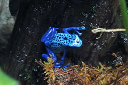 Image of Dendrobates azureus