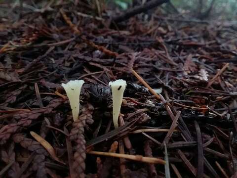 Imagem de Clavicorona taxophila (Thom) Doty 1947