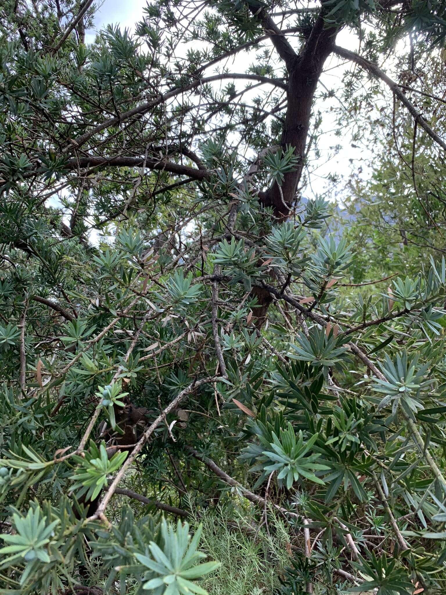 Image of Breede River Yellowwood