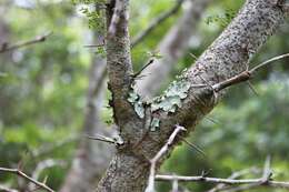 Image of Ruffle lichens