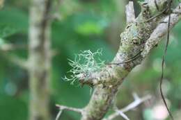 Image of cartilage lichen