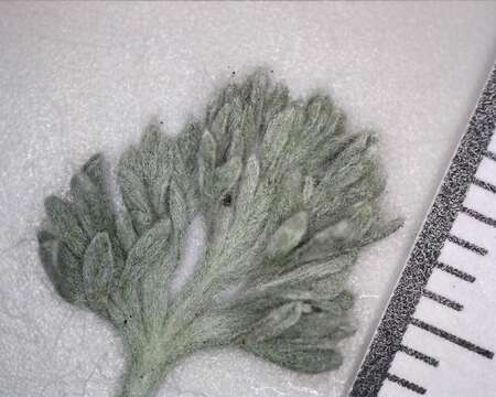 Image of forked wormwood