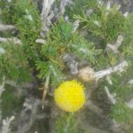 Image of Pentzia spinescens Less.
