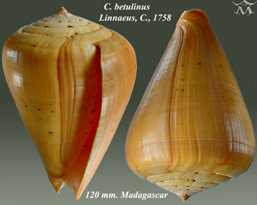 صورة Conus betulinus Linnaeus 1758