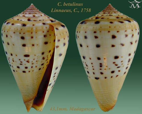 صورة Conus betulinus Linnaeus 1758