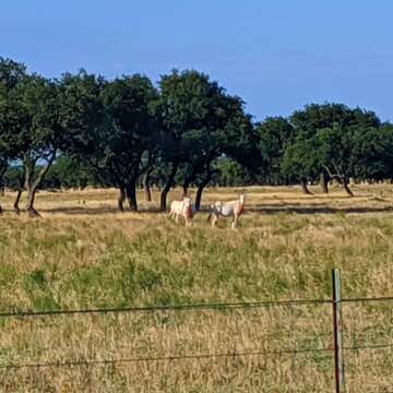 Image of Scimitar-horned Oryx