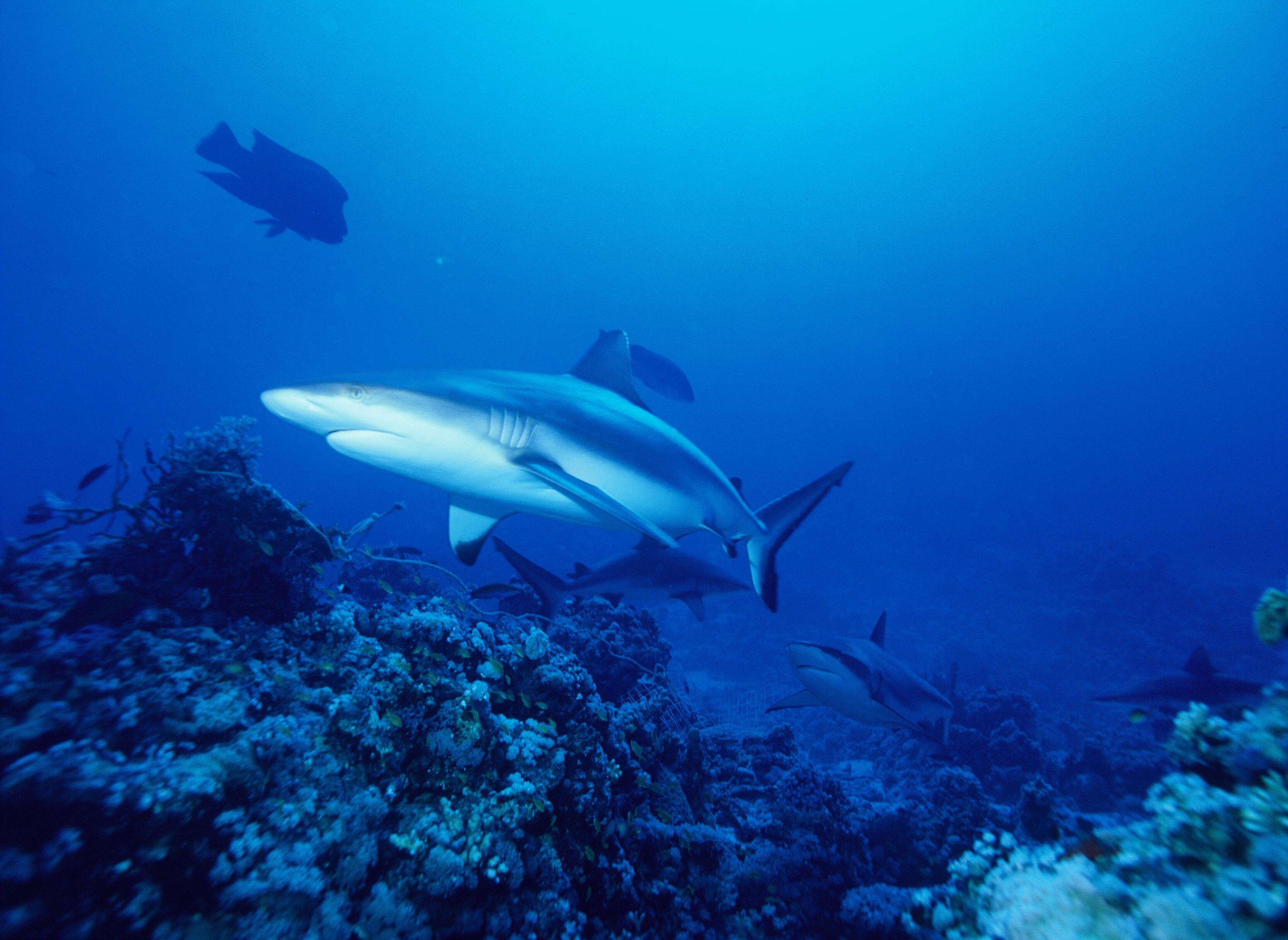 Image of Gray Reef Shark