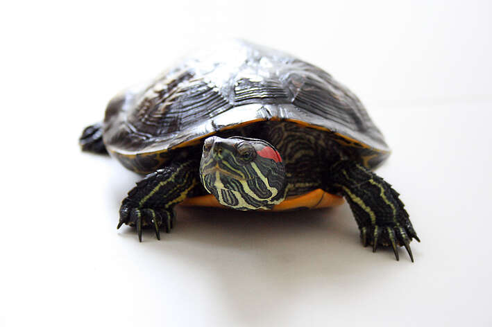 Image of slider turtle, red-eared terrapin, red-eared slider