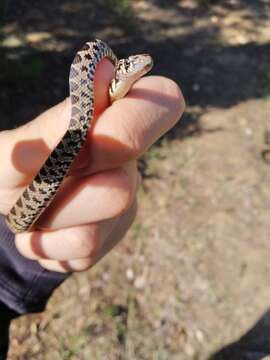 Image of Horseshoe Whip Snake