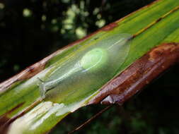 Image of <i>Gaeotis nigrolineata</i>