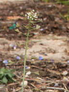 Image of shepherd's purse