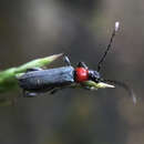 Image de Callimus (Lampropterus) ruficollis (Le Conte 1873)