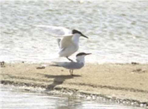 Image of Sandwich Tern