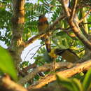 Image of Gilded Barbet