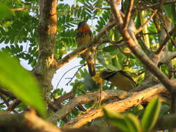 Image of Gilded Barbet