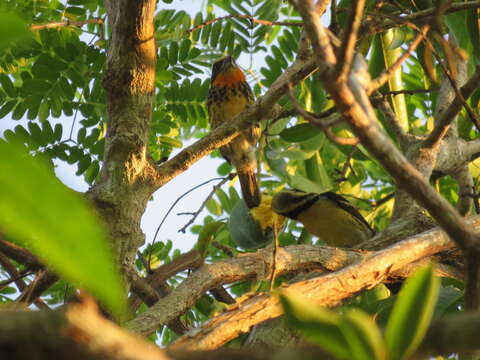 Image of Gilded Barbet