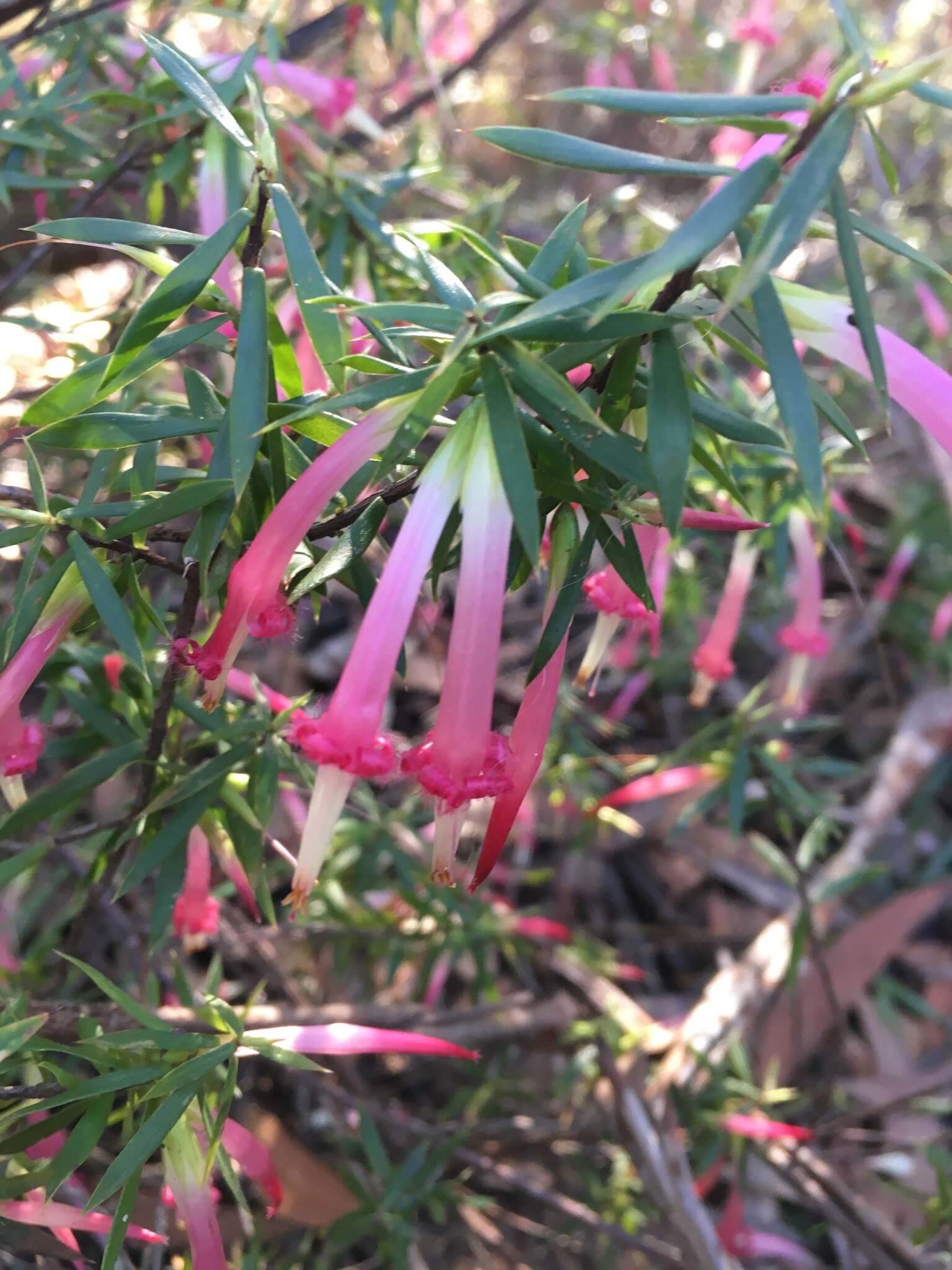 Sivun Styphelia tubiflora Sm. kuva