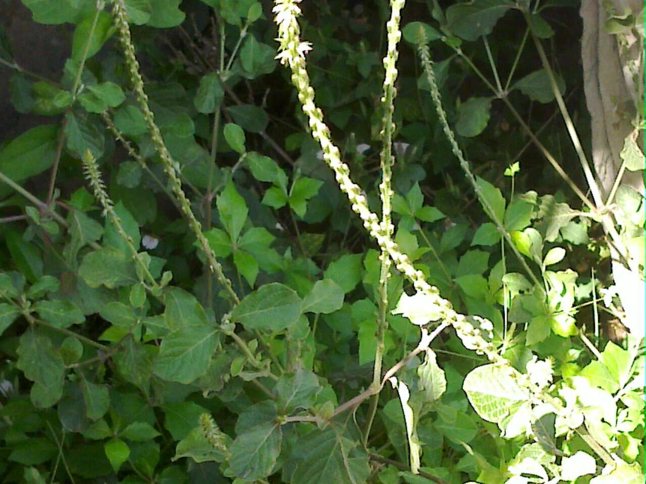 Image of Chaff-flower