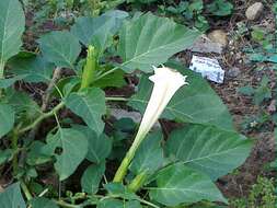 Image de Datura wrightii Hort. ex Regel