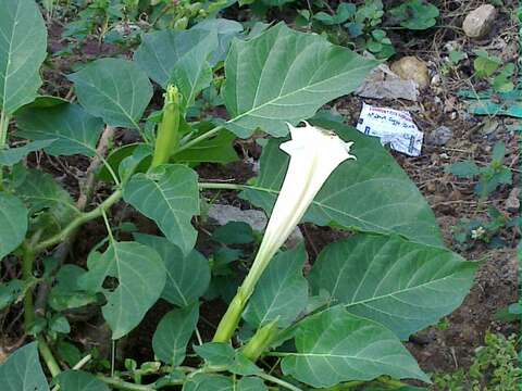 Imagem de Datura wrightii Hort. ex Regel