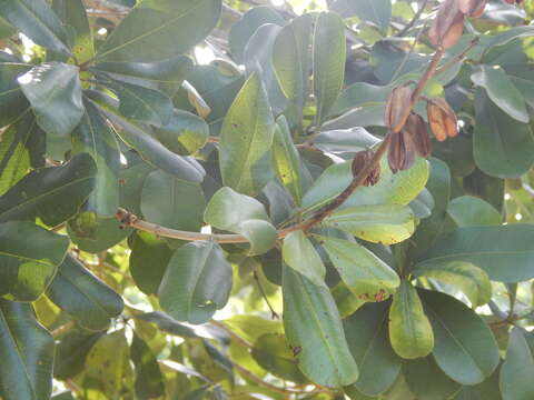 Imagem de Vochysia lehmannii Hieron.