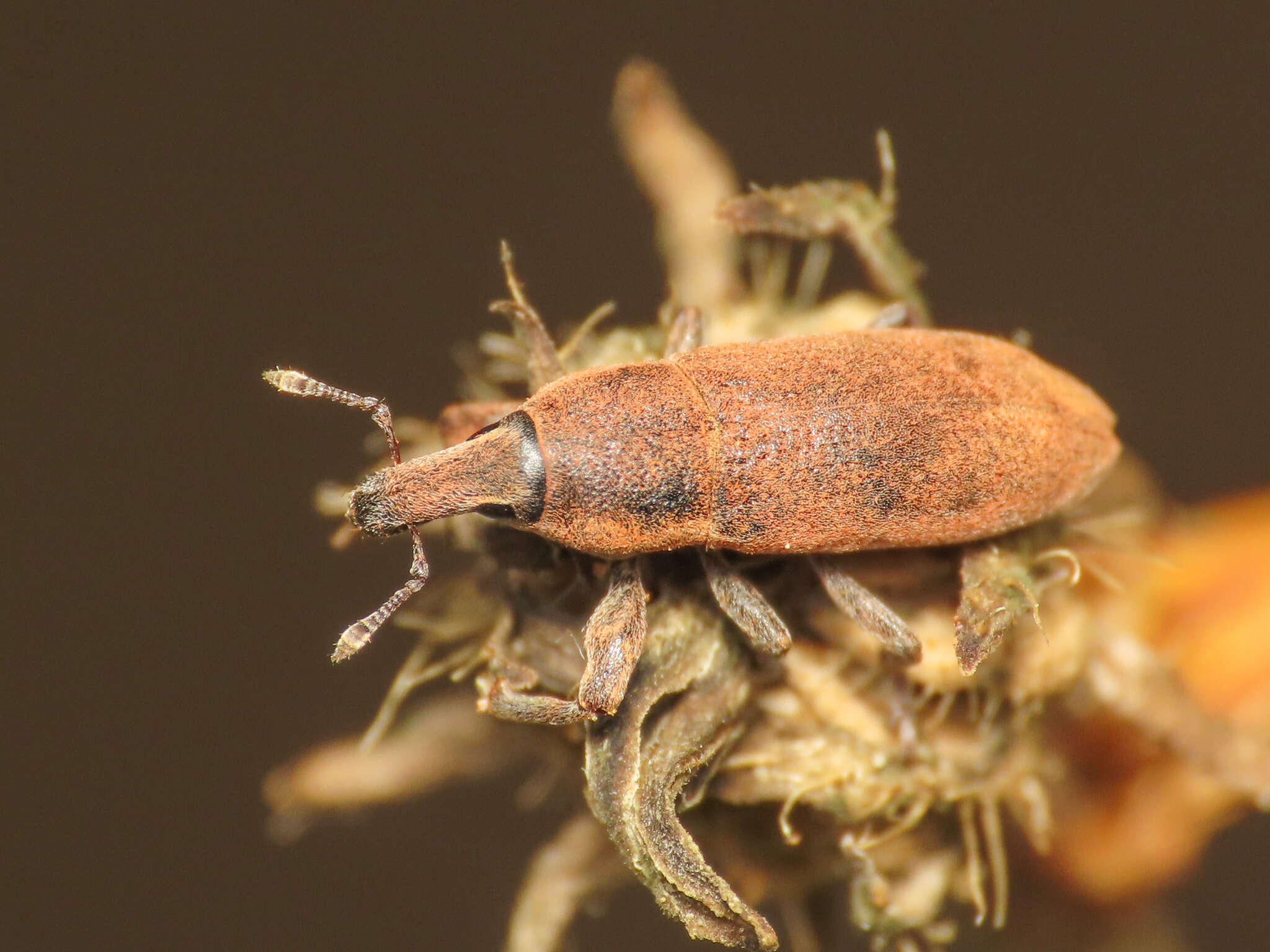 Image of Lixus angustus (Herbst 1795)