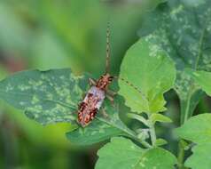 Image of Goes variegatus Linsley & Chemsak 1984