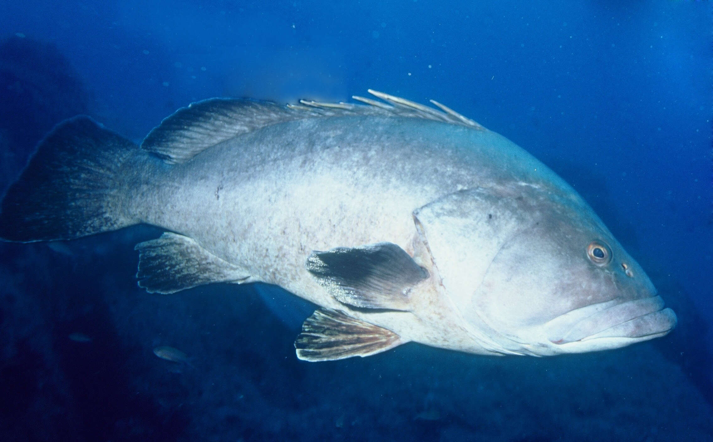 Image of Dusky Grouper